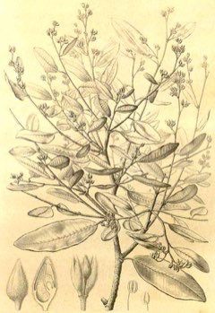 Parinari curatellifolia Mbola, Grys Appel